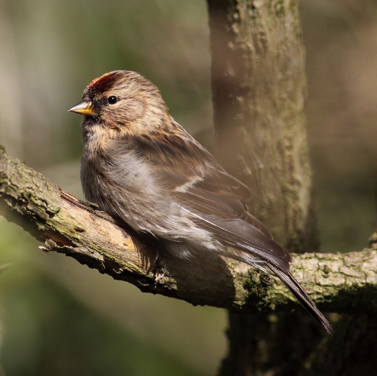 Lesser Redpoll - ML148514821