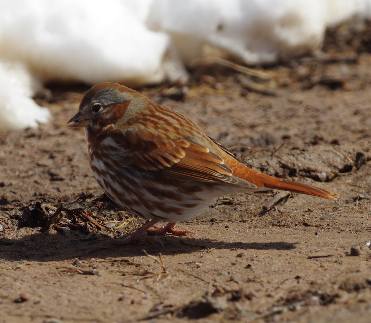 Fox Sparrow (Red) - ML148514871