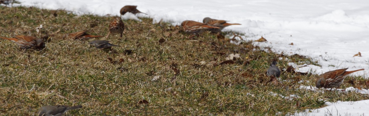 Fox Sparrow (Red) - ML148514911