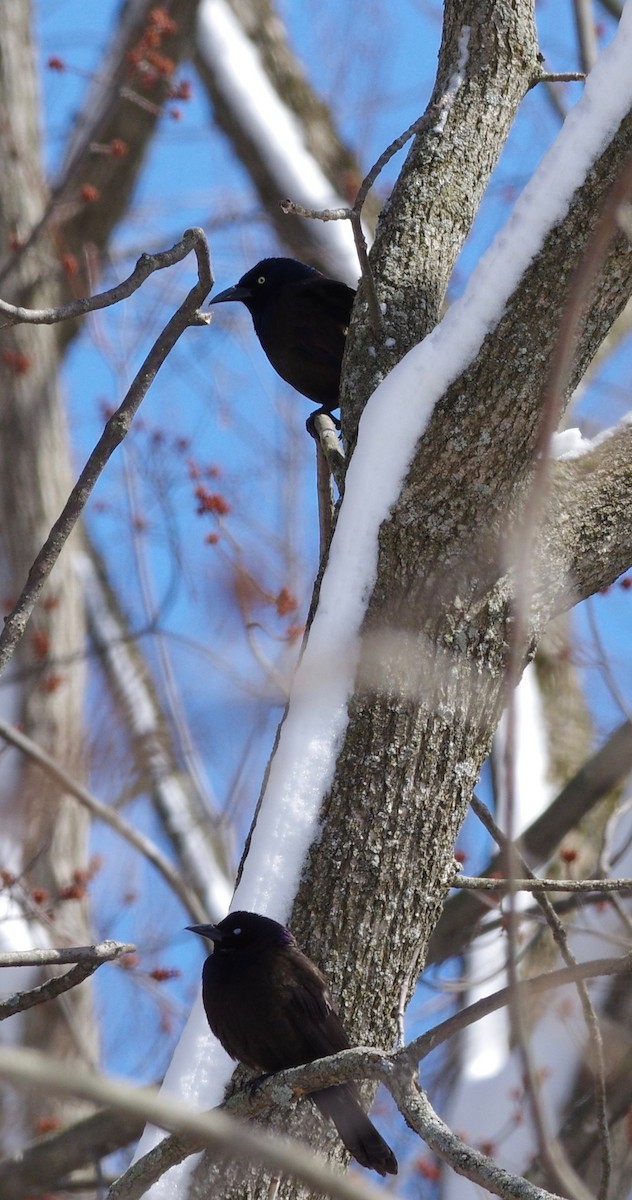 Rusty Blackbird - ML148515081