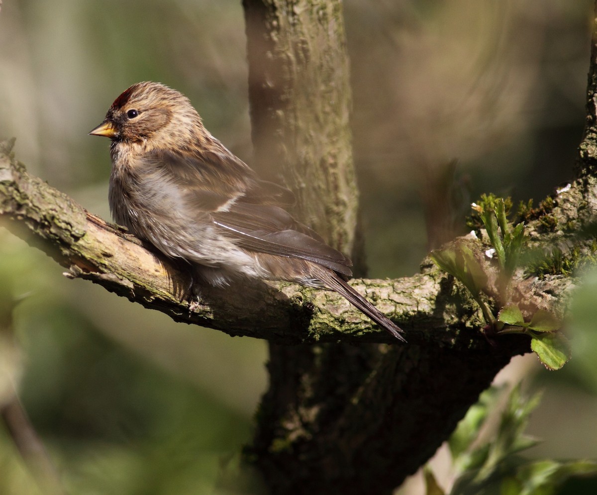 Lesser Redpoll - ML148515221