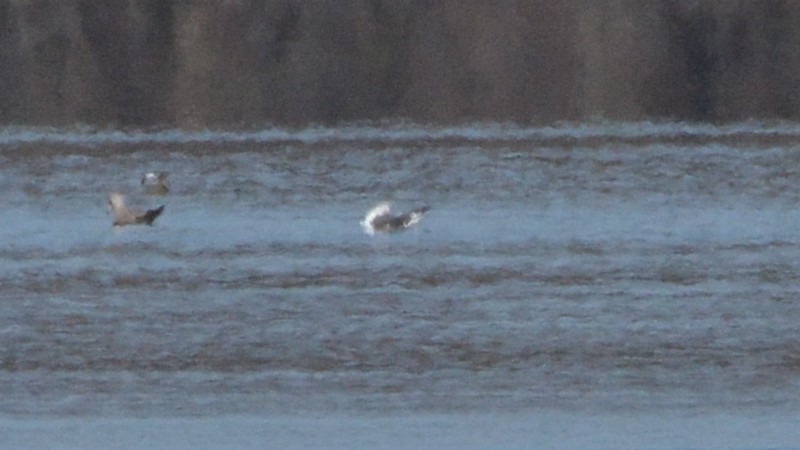 Lesser Black-backed Gull - ML148515451