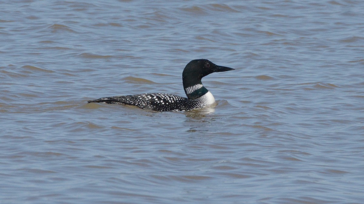 Common Loon - Carl Winstead