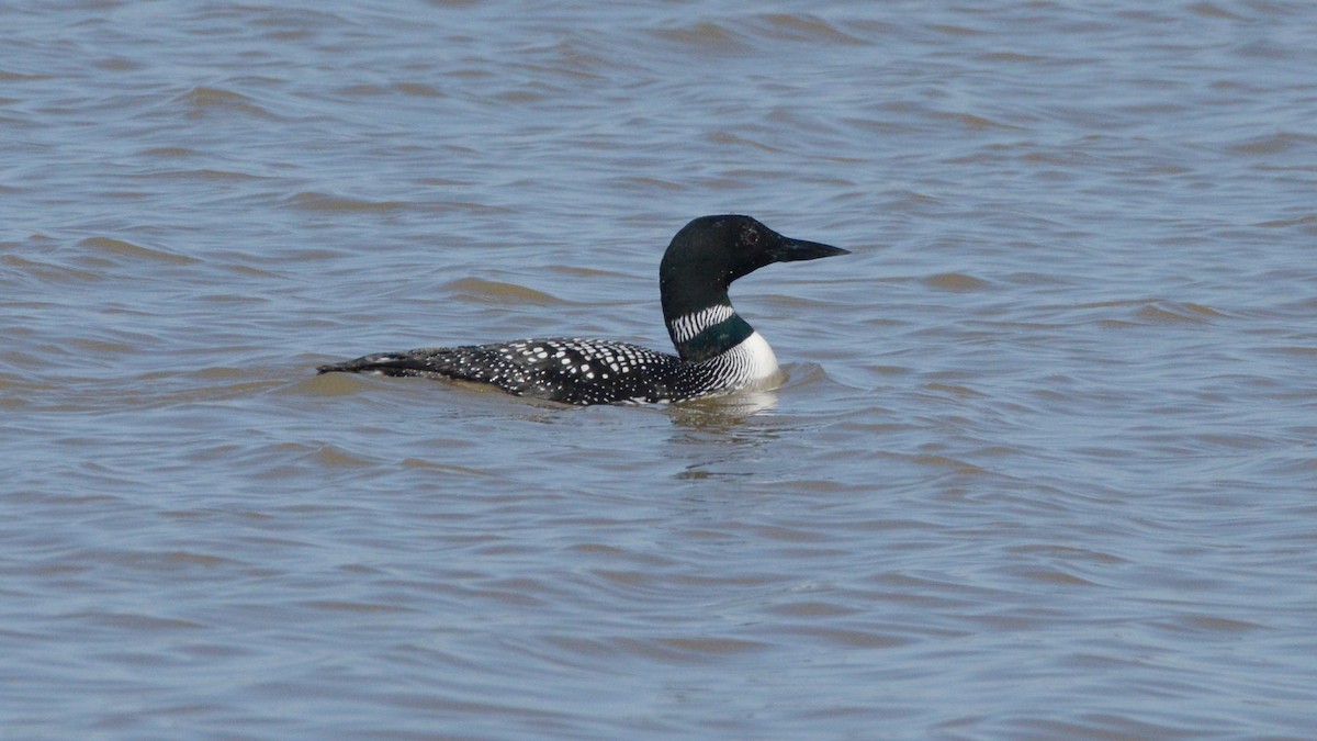 Common Loon - ML148515511