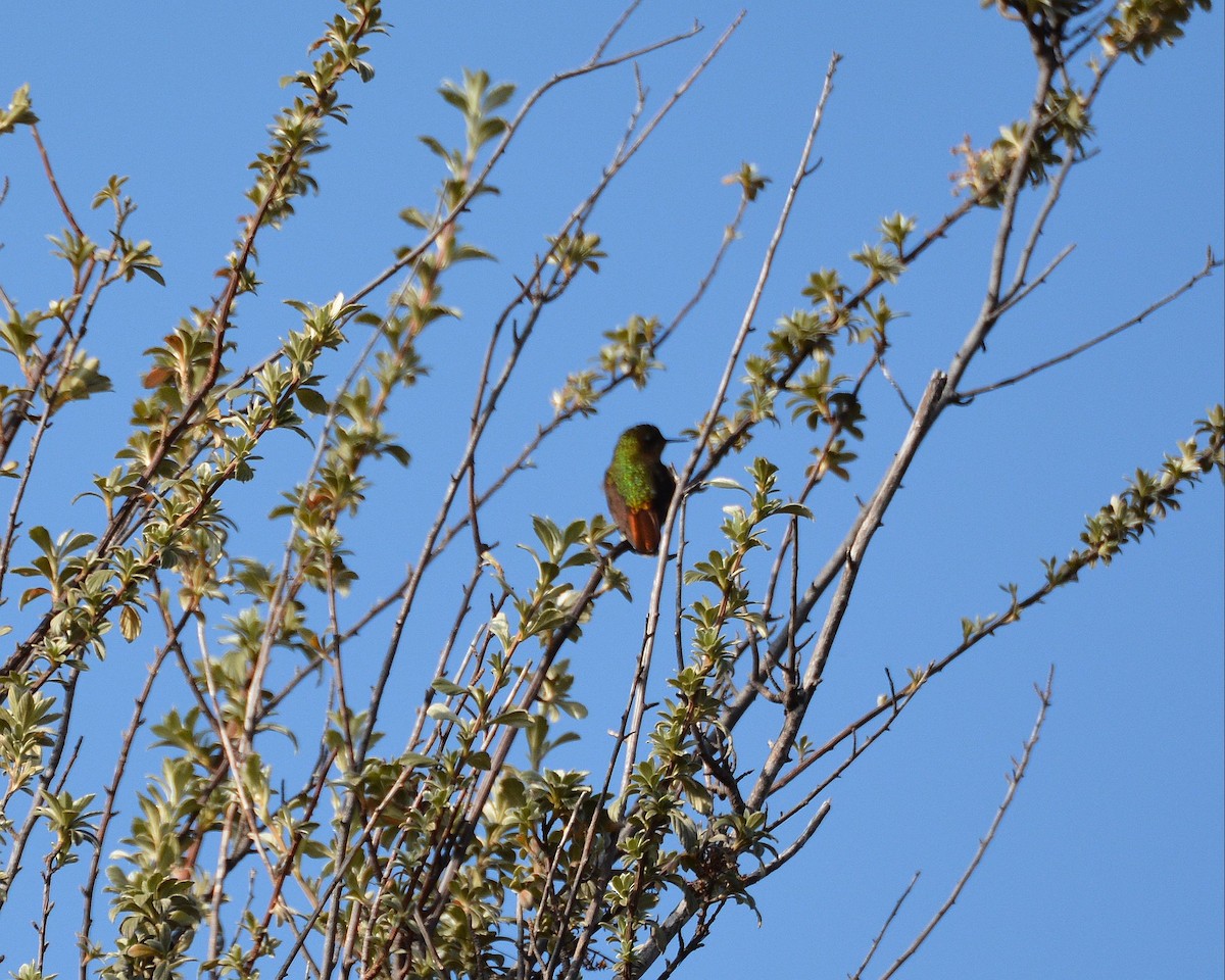 kolibřík perijský - ML148520401
