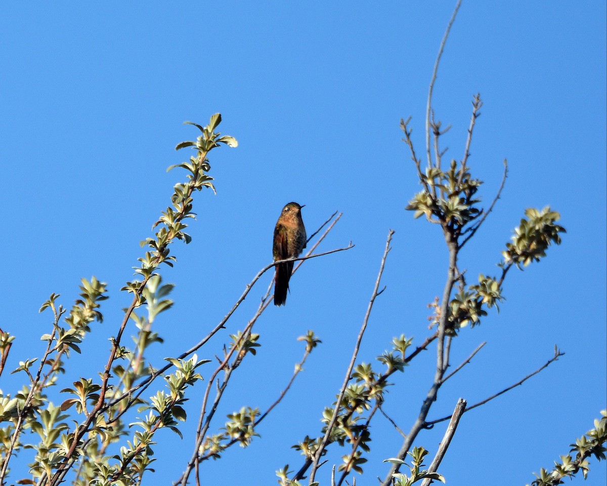 kolibřík perijský - ML148520441