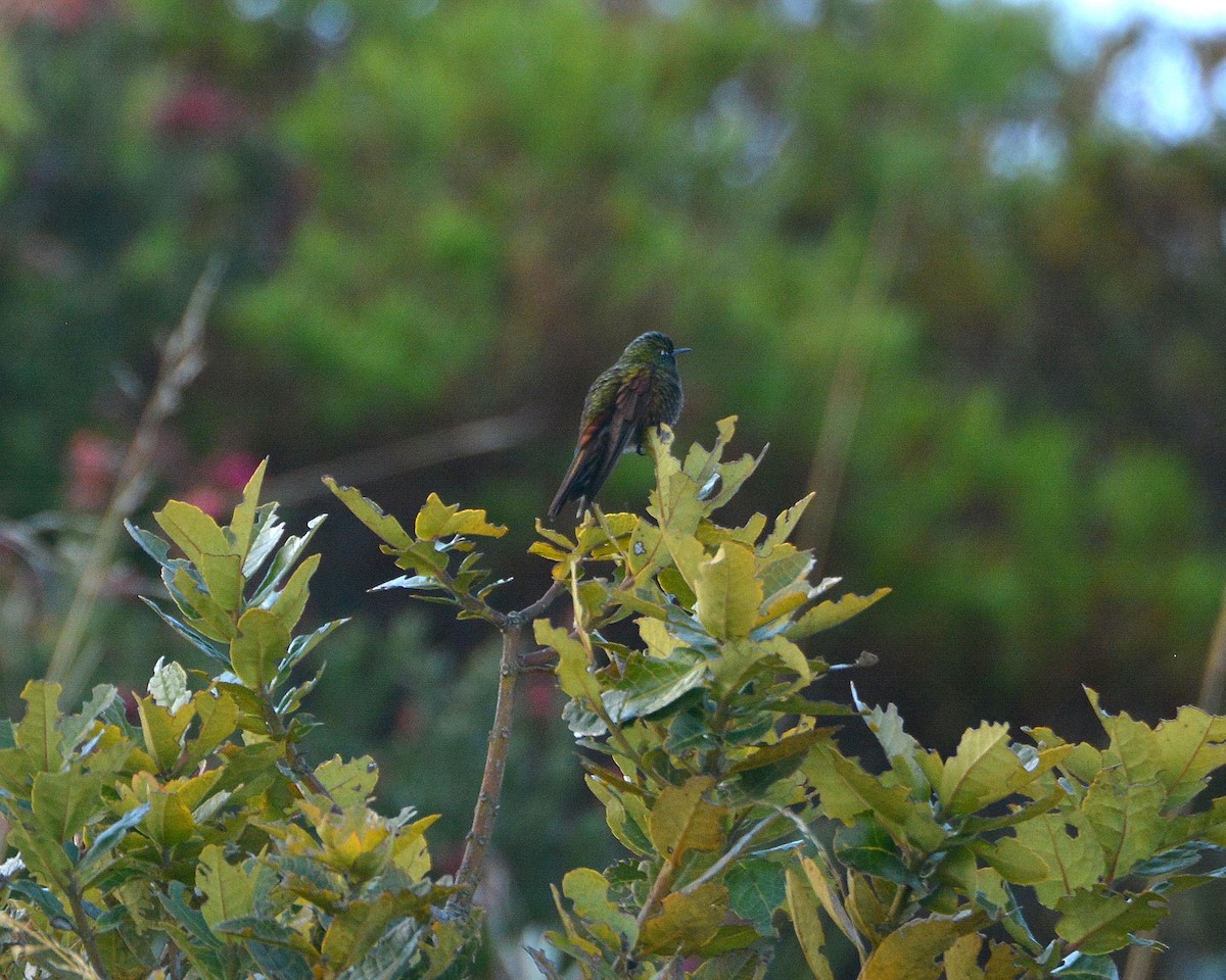 kolibřík perijský - ML148520501