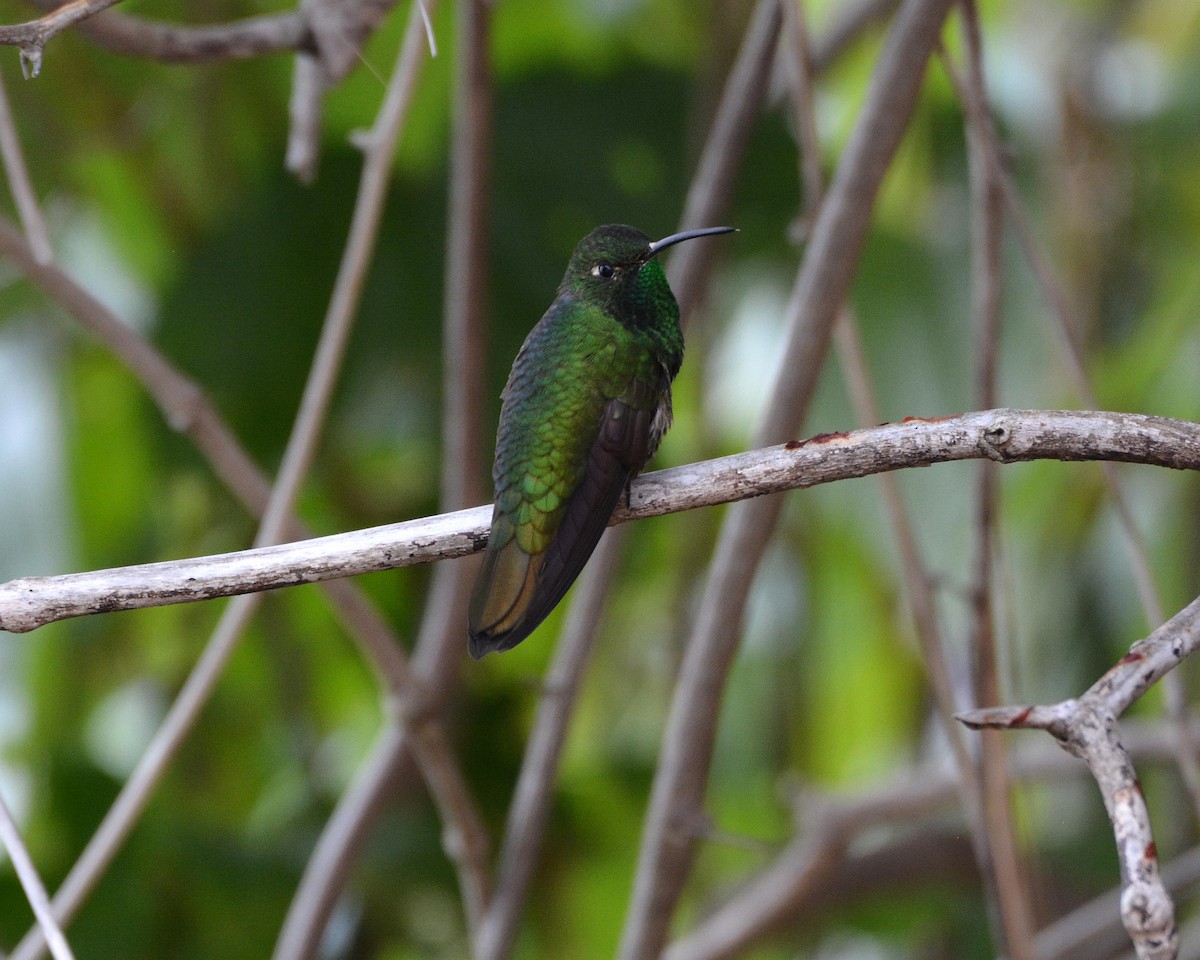 kolibřík aksamitový - ML148520591