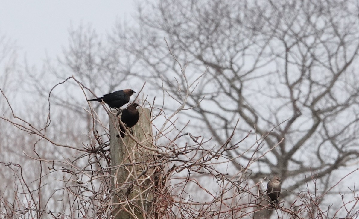 Brown-headed Cowbird - ML148520871