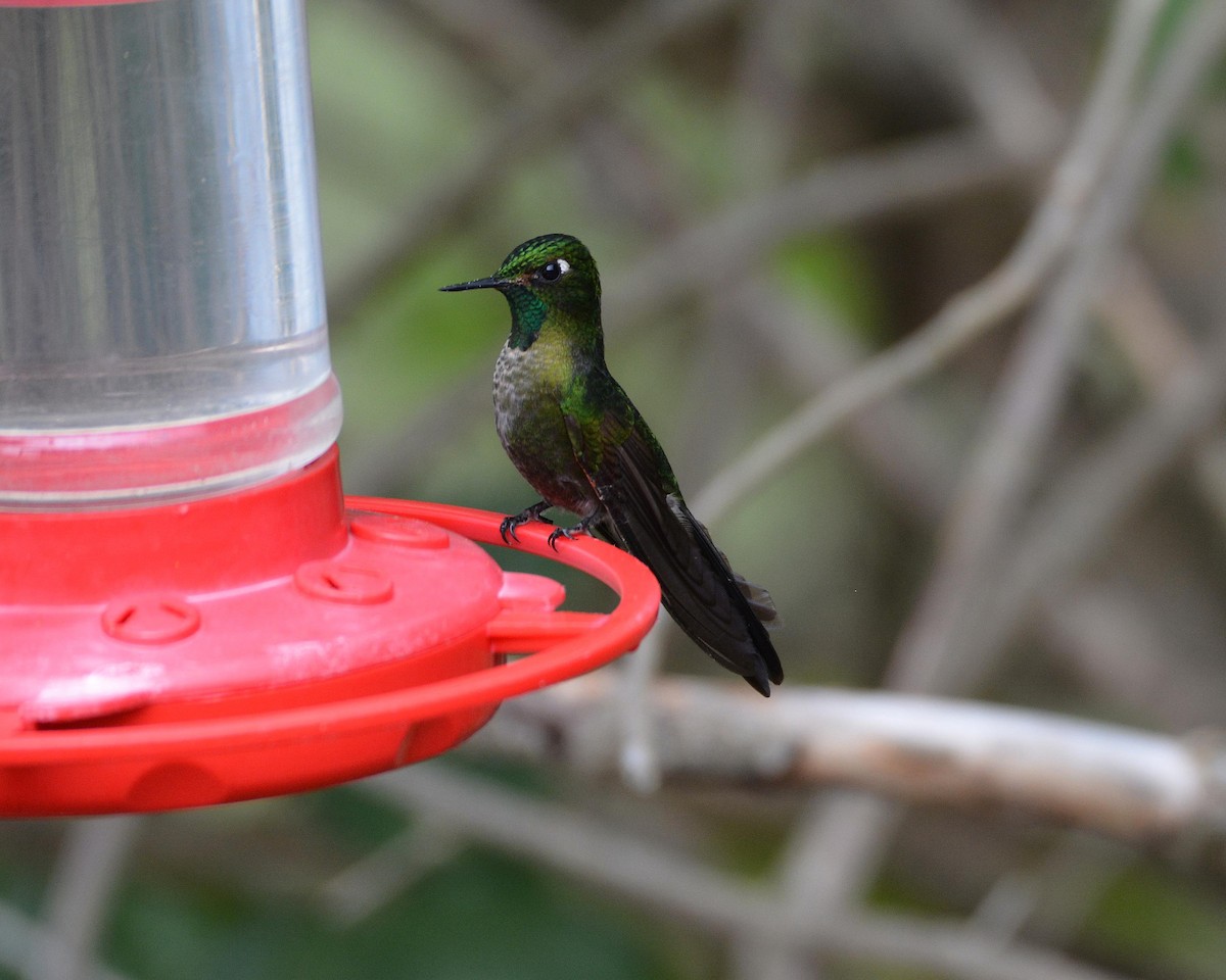 kolibřík dřišťálový - ML148521541