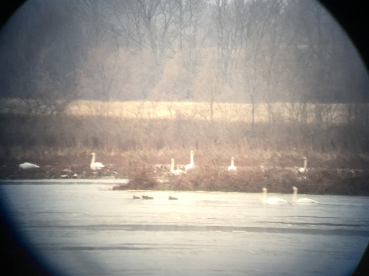 Trumpeter Swan - Dan Cowell