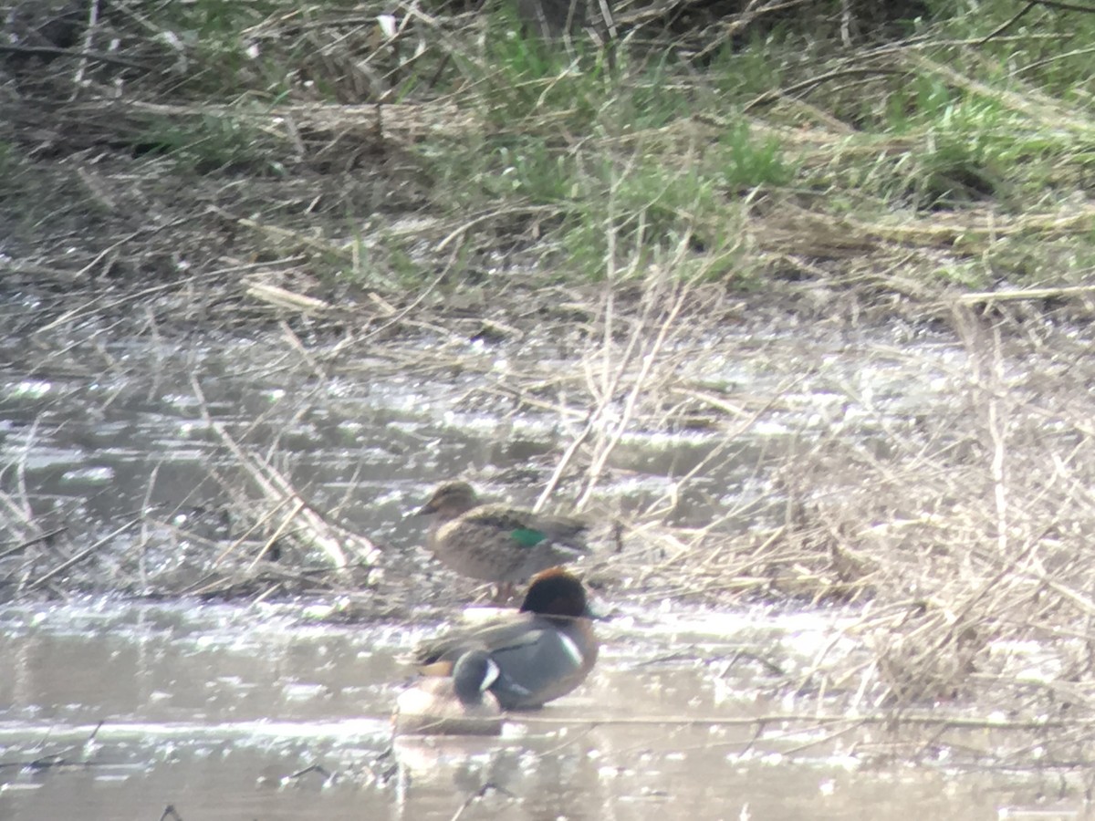 Green-winged Teal - Dan Cowell