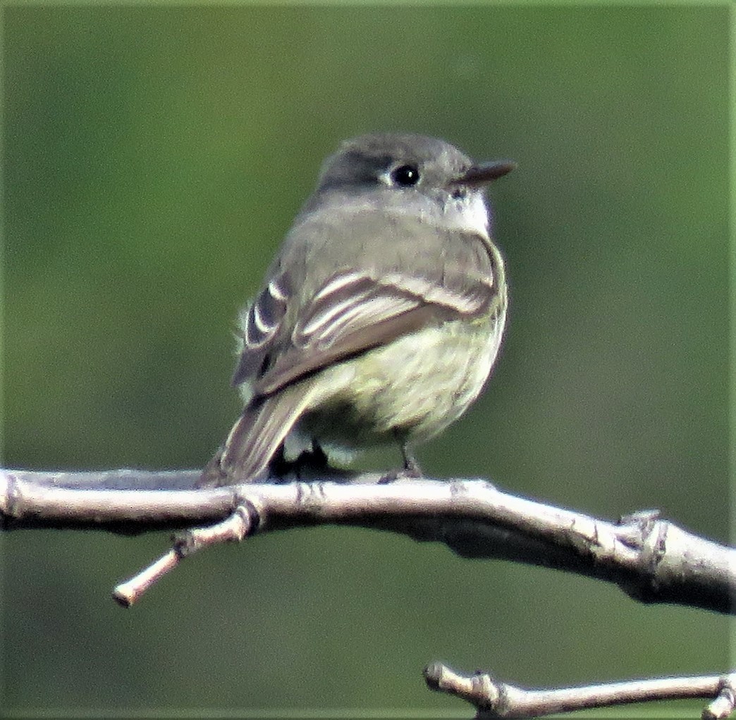 Hammond's Flycatcher - ML148522461