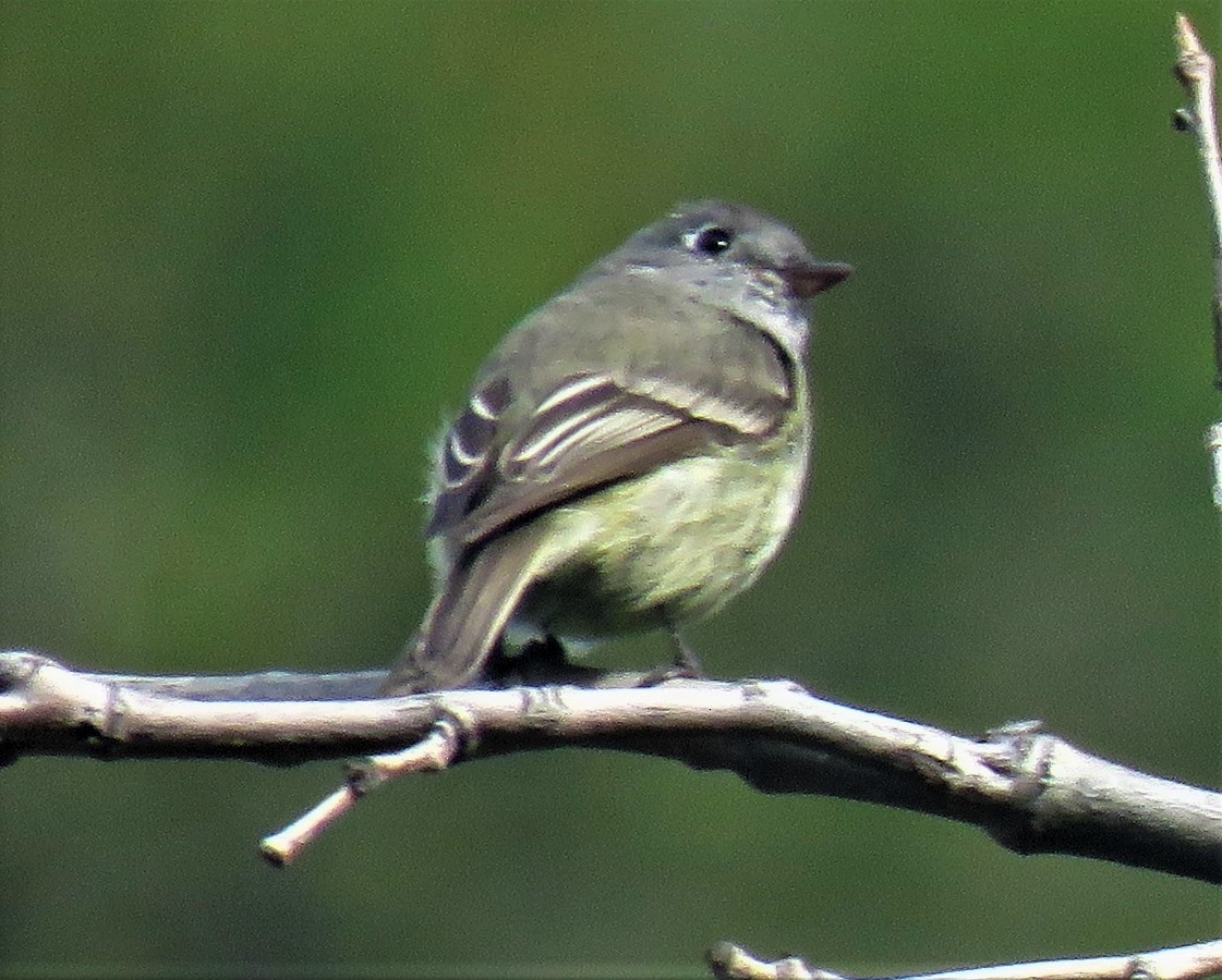 Hammond's Flycatcher - ML148522561