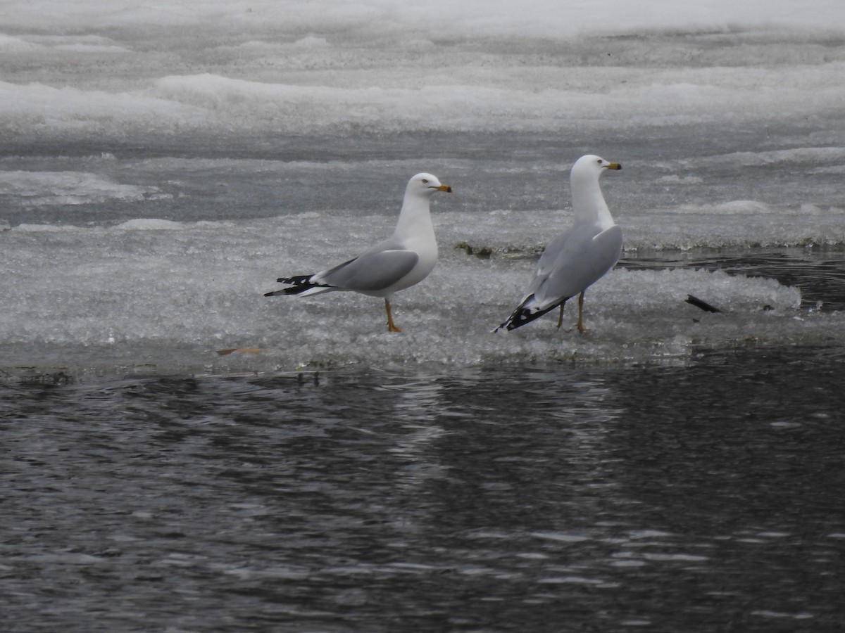 Ring-billed Gull - ML148522791