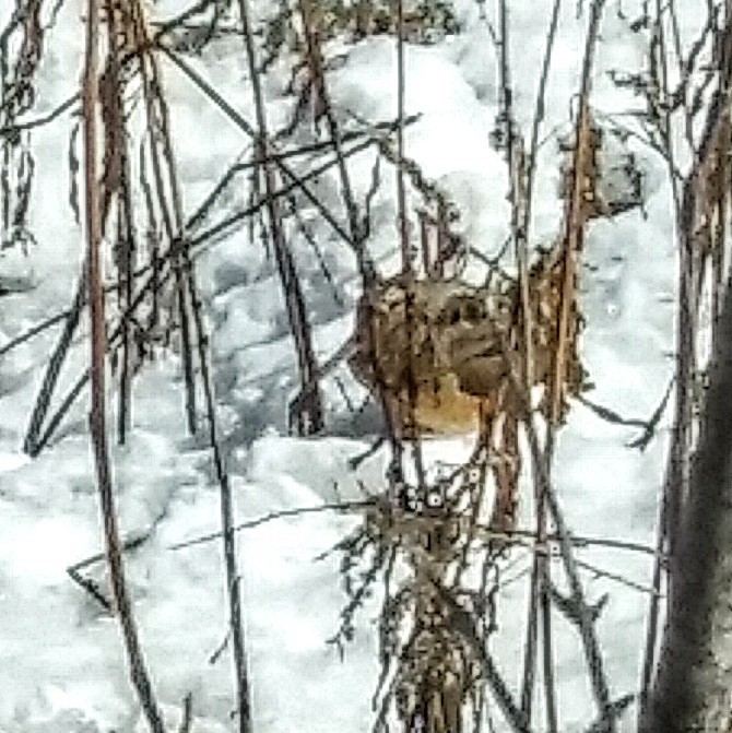 American Woodcock - ML148523481