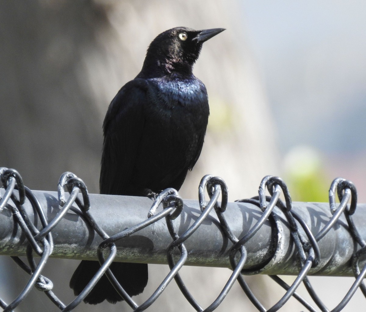 Brewer's Blackbird - ML148523961