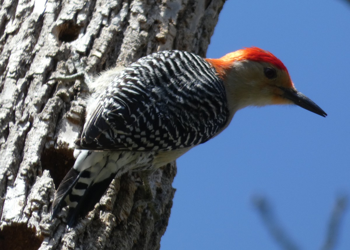 Red-bellied Woodpecker - ML148525301