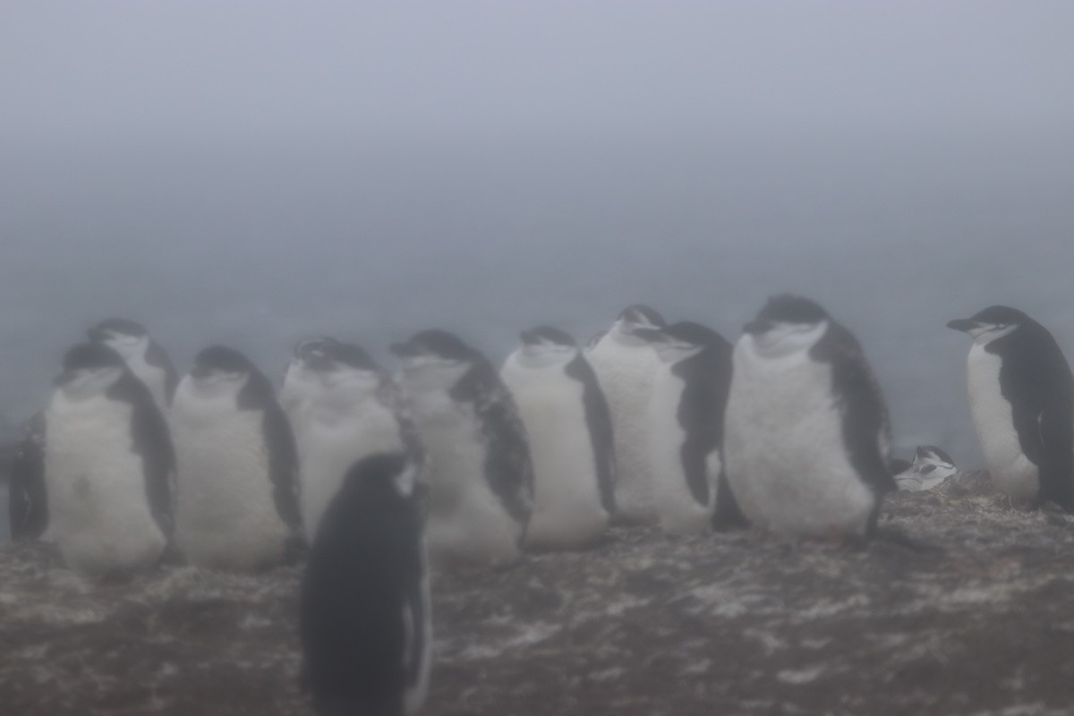 Chinstrap Penguin - ML148525911