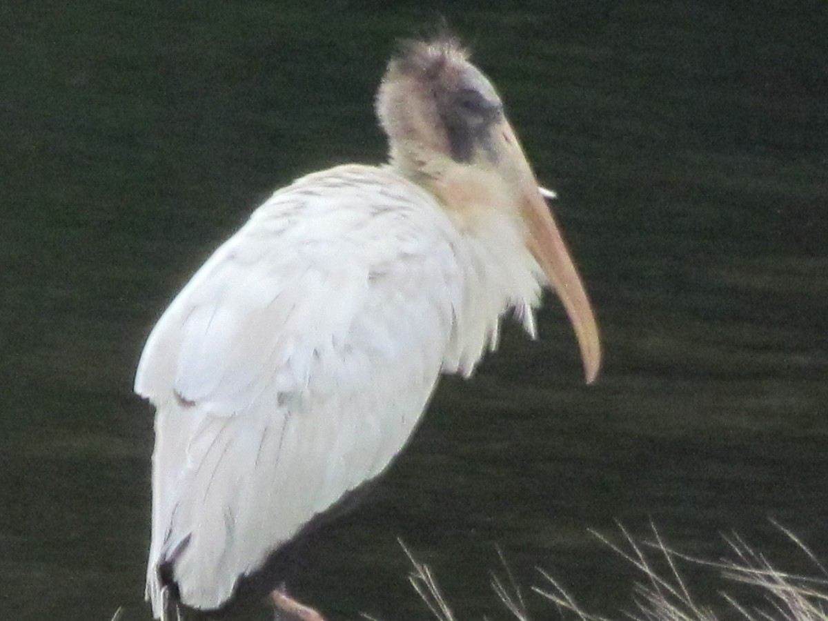 Wood Stork - ML148526611