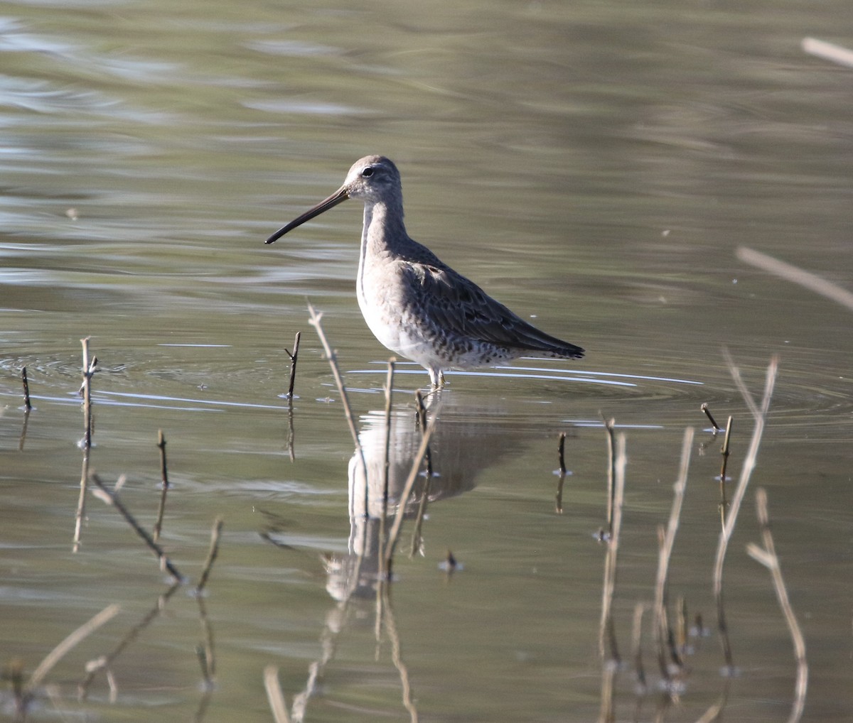 Long-billed Dowitcher - Mike "mlovest" Miller