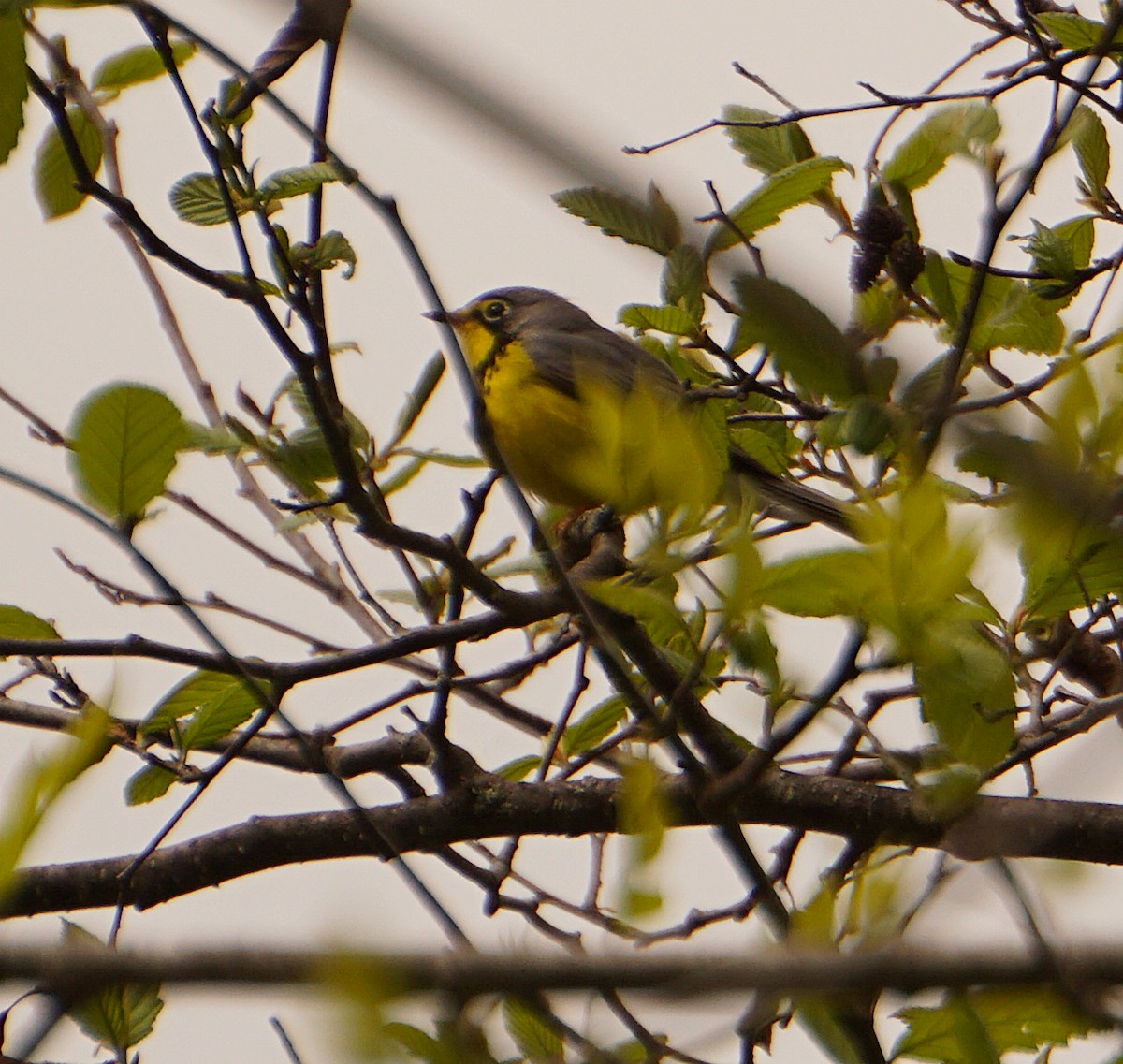 Canada Warbler - ML148526701