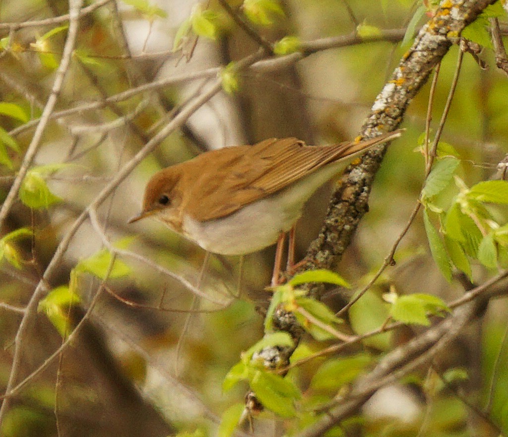 Veery - ML148526781