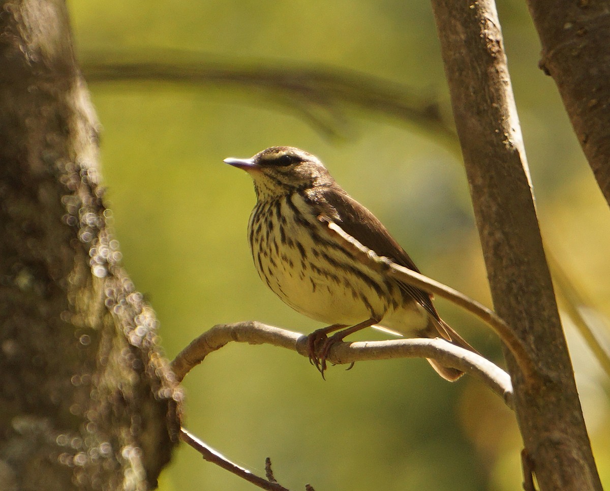 Northern Waterthrush - ML148526881