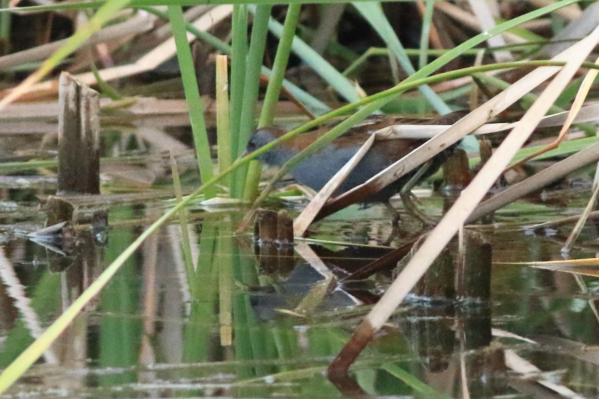 Little Crake - Sérgio Correia