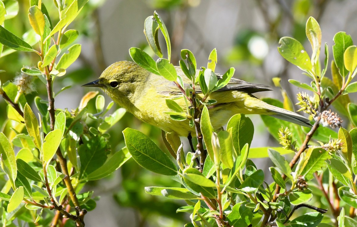 Orange-crowned Warbler - Adam Dudley