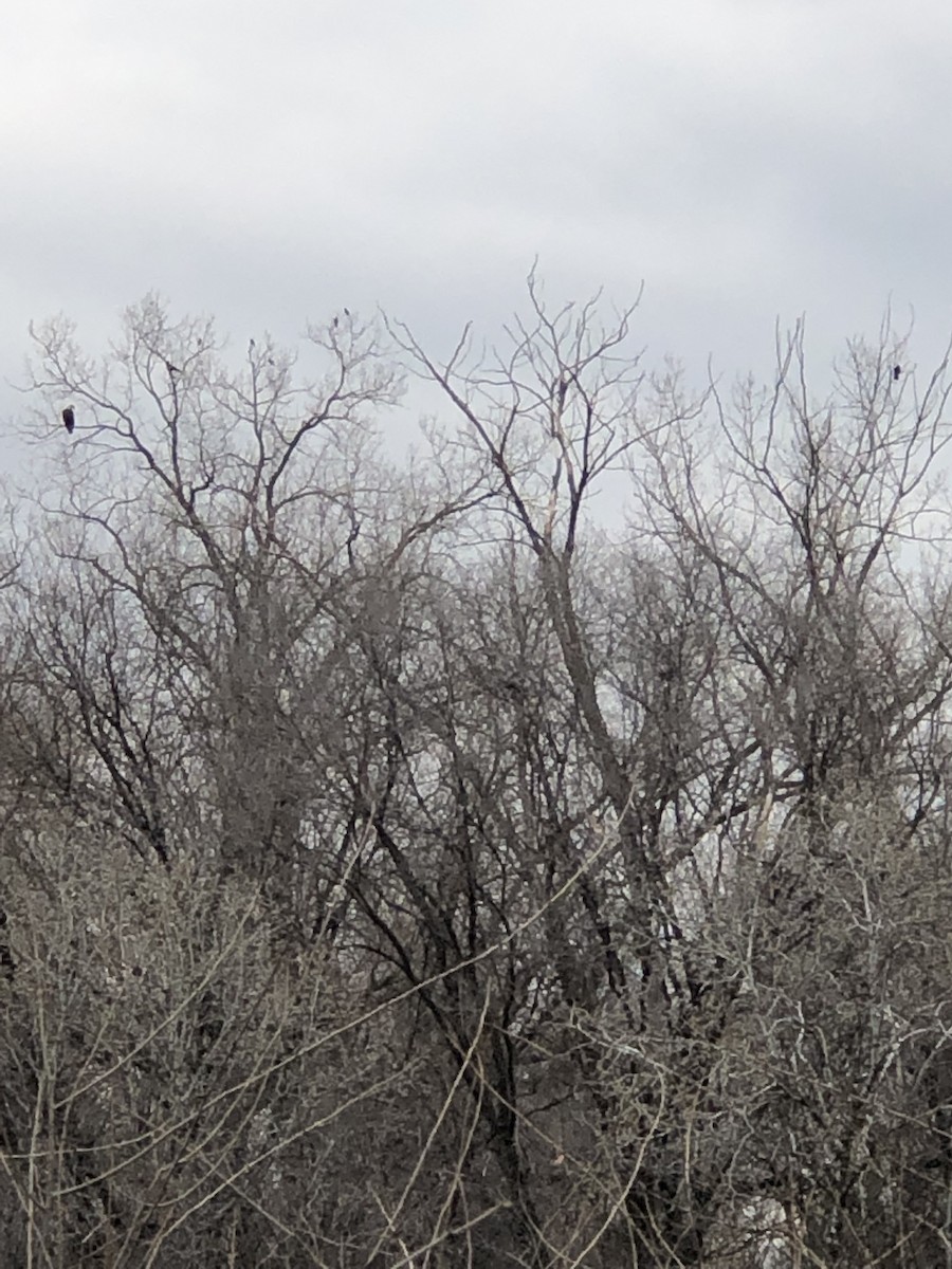American Crow - ML148529751