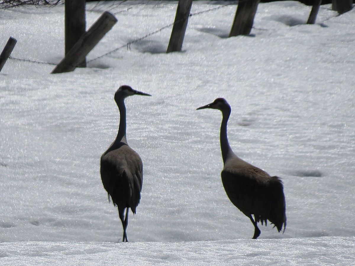 Sandhill Crane - Marya Moosman