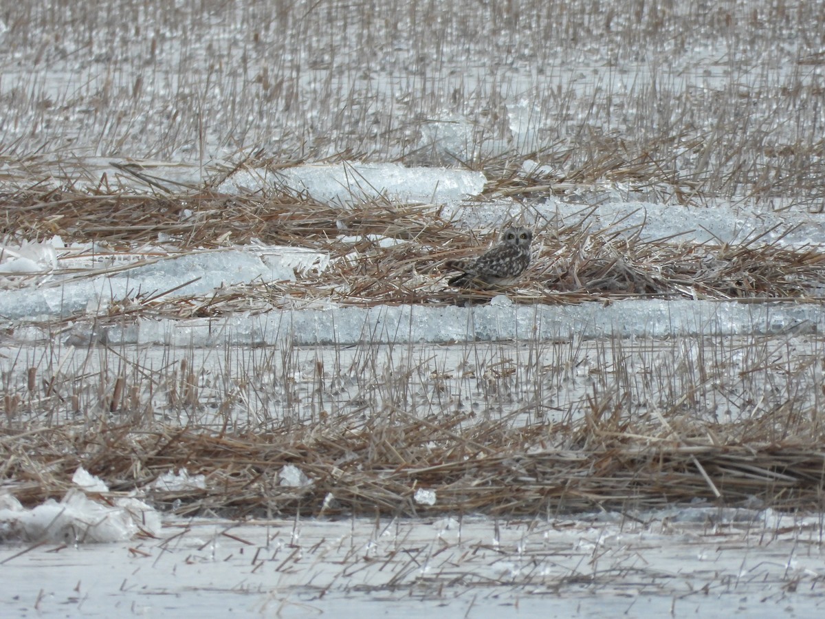 Short-eared Owl - ML148532401