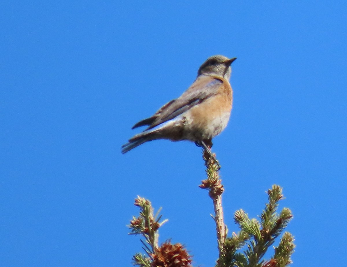 Western Bluebird - ML148534371