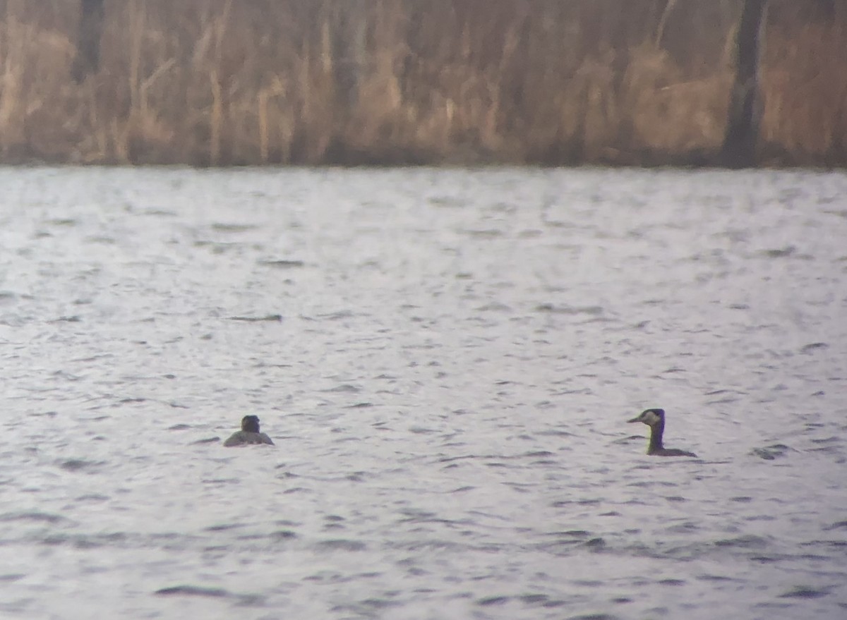 Red-necked Grebe - ML148534401