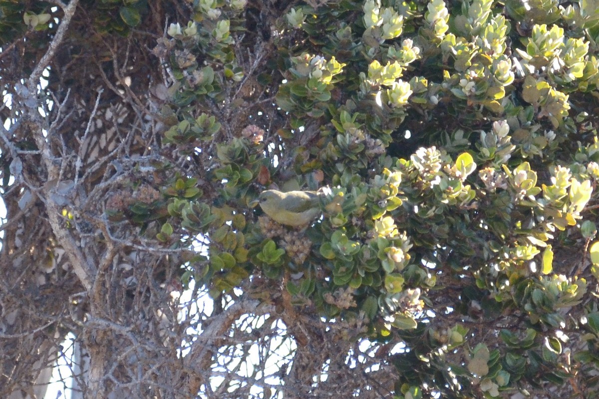 Hawaii-Amakihikleidervogel (virens) - ML148537041