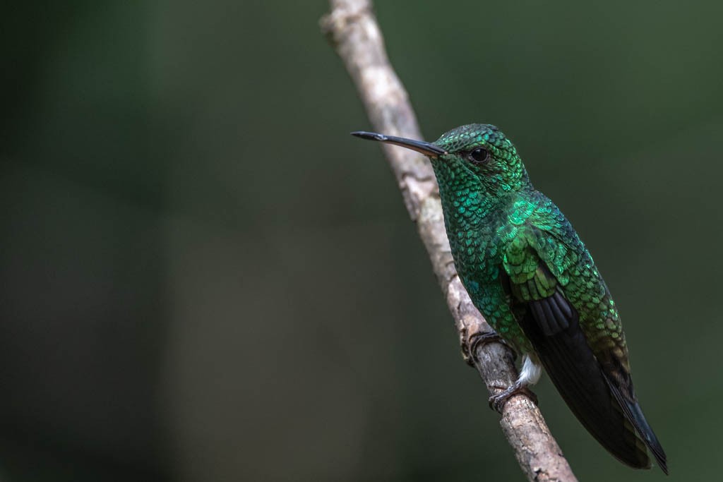 Western Emerald - Augusto Ilian