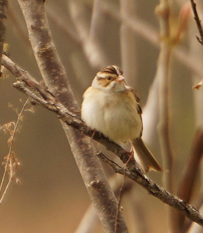 Clay-colored Sparrow - ML148540031
