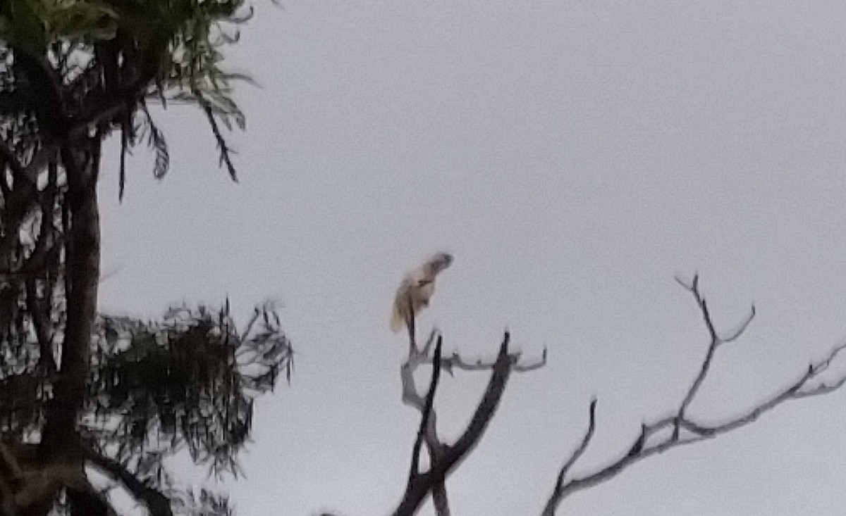 White Cockatoo - ML148540351