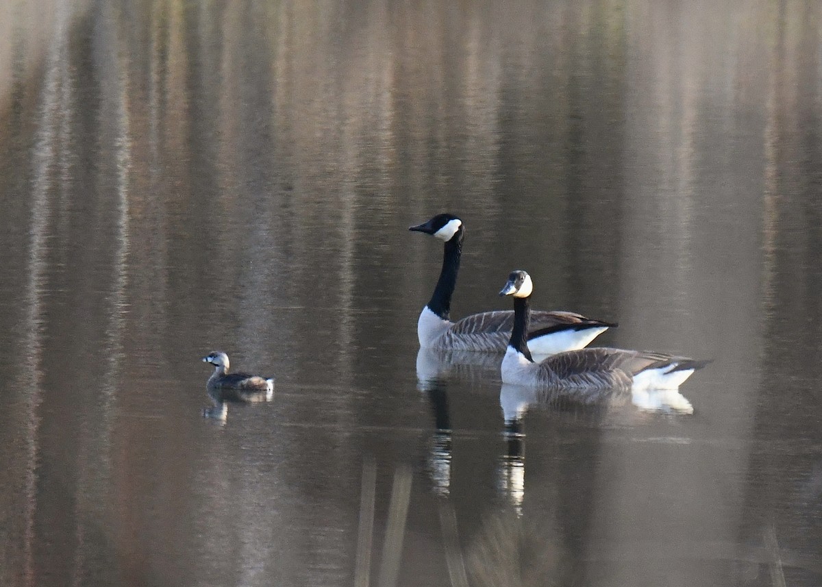 Pied-billed Grebe - ML148541031