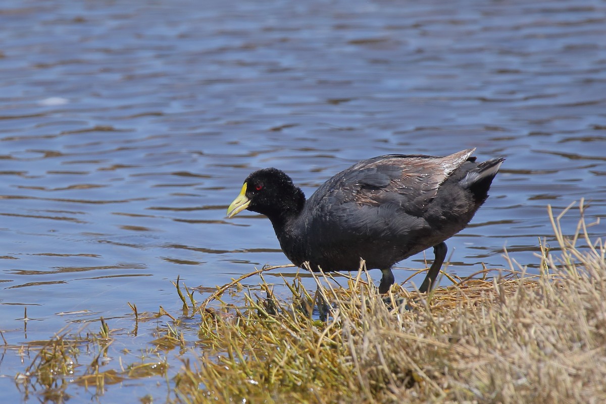 White-winged Coot - ML148541061