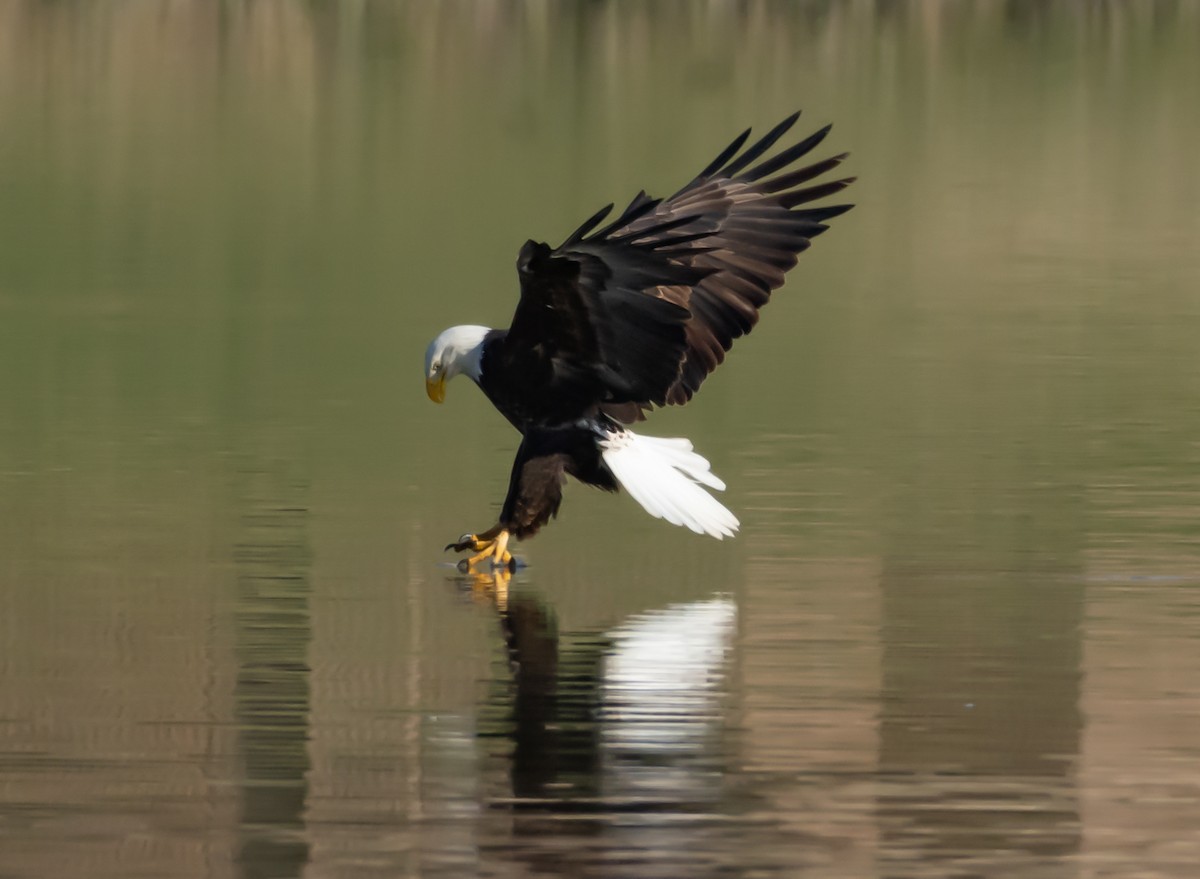 Bald Eagle - shawn mason