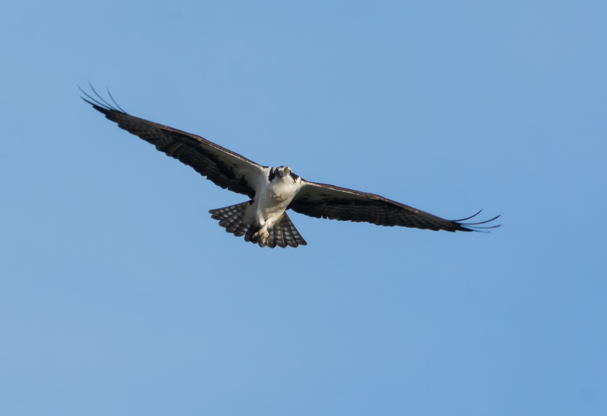 Águila Pescadora - ML148542681