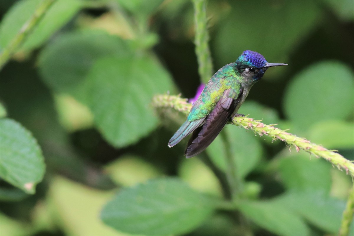 Violet-headed Hummingbird - Brendan  Fogarty