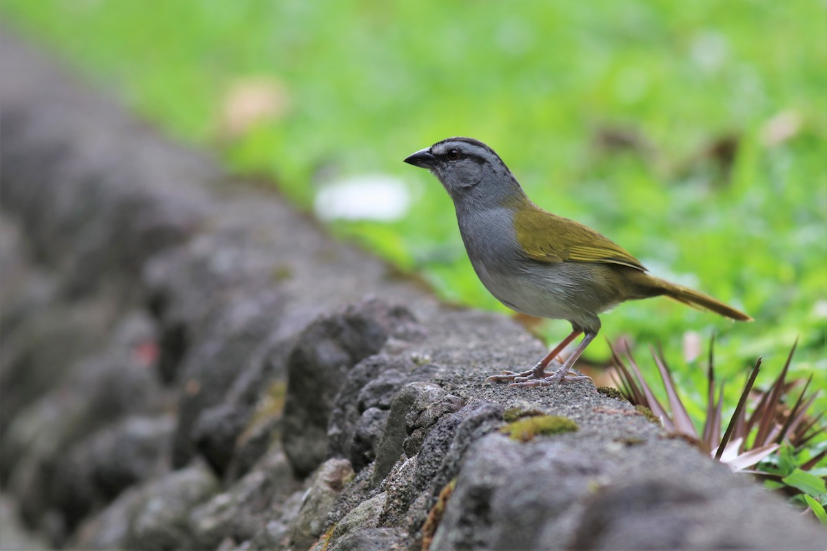 Black-striped Sparrow - ML148544691