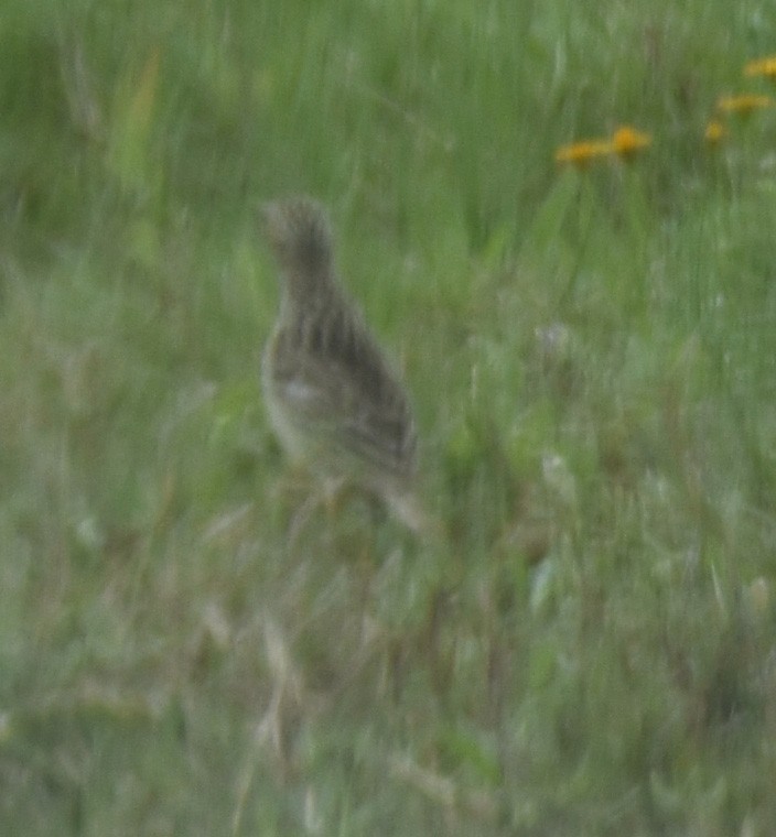 Sprague's Pipit - ML148545051