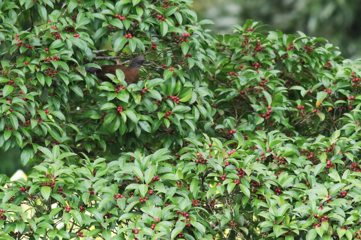 Gray-headed Chachalaca - Brendan Fogarty