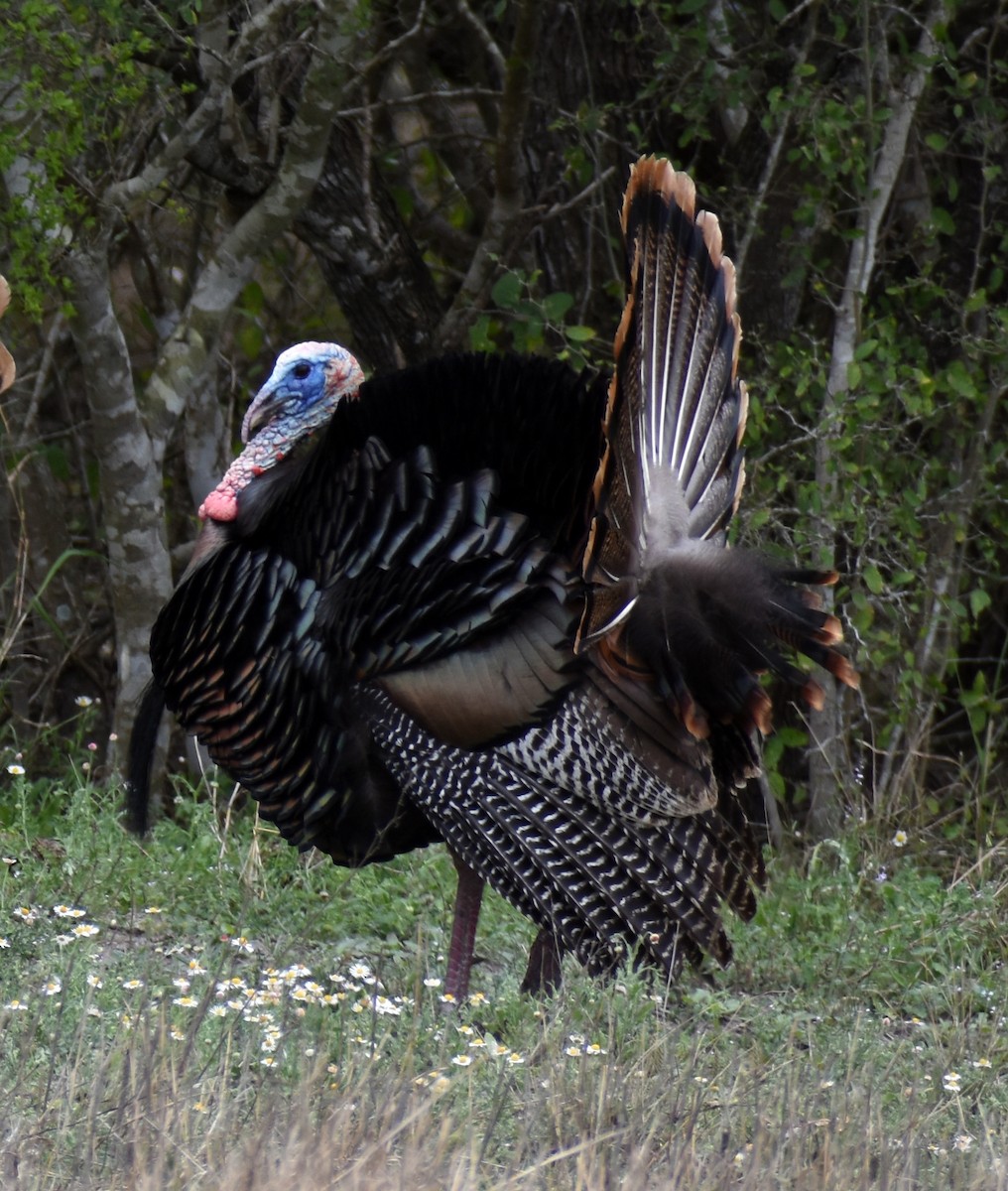 Wild Turkey - ML148545231