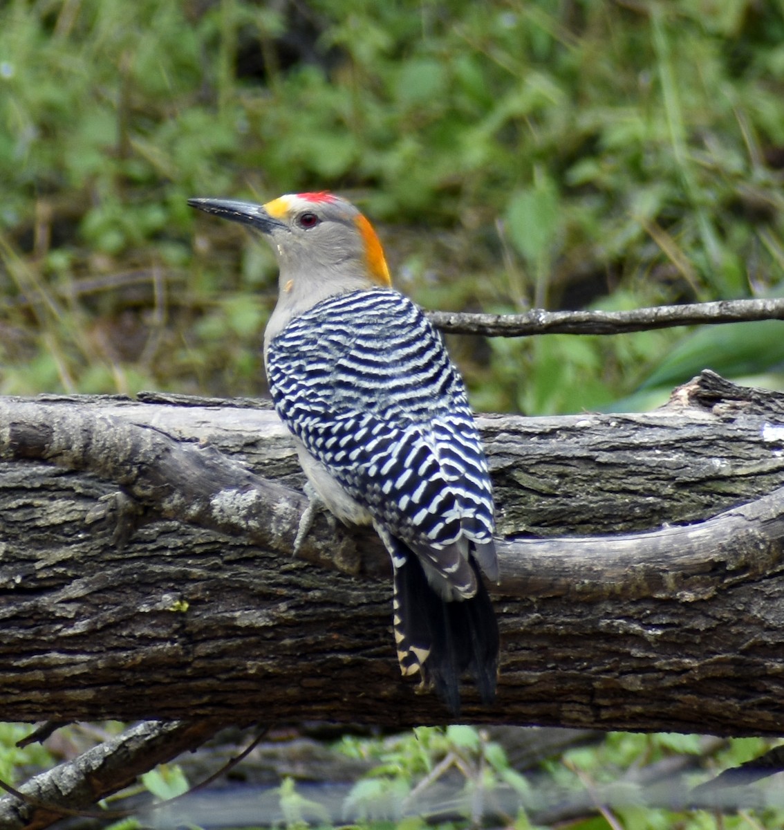 Golden-fronted Woodpecker - ML148545571