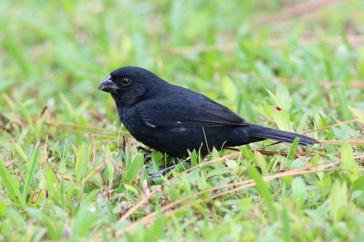 Variable Seedeater - Brendan Fogarty